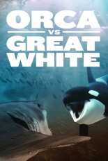 Orca vs. Great White