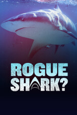Rogue Shark?