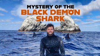 Mystery of the Black Demon Shark