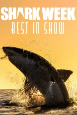 Shark Week Best In Show