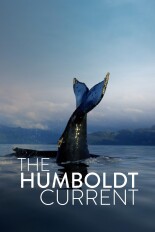 The Humboldt Current