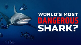 World's Most Dangerous Shark?