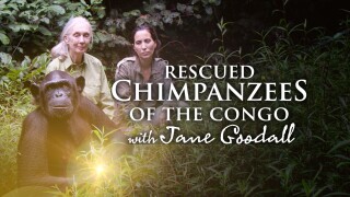 Rescued Chimpanzees of the Congo with Jane Goodall