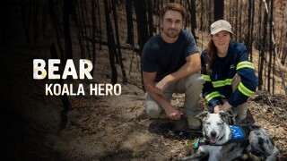 Bear - Koala Hero