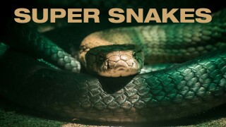 Super snakes