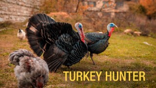 Turkey Hunter