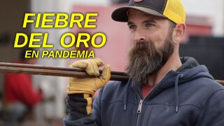 Fiebre del oro: En pandemia