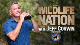 Wildlife Nation With Jeff Corwin