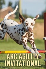 AKC Agility Invitational