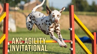 AKC Agility Invitational