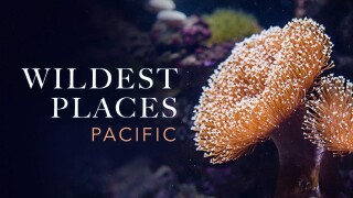 Wildest Places: Pacific