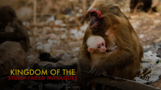 Kingdom of the Stump-Tailed Macaques