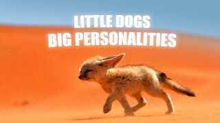 Little Dogs, Big Personalities