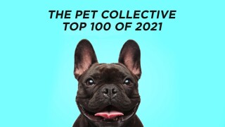 The Pet Collective Top 100 of 2021