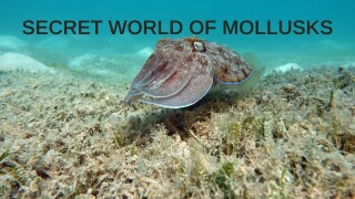 Secret World of Mollusks