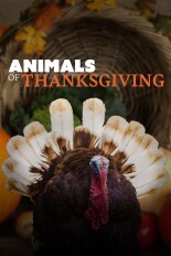 Animals of Thanksgiving