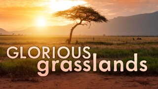 Glorious Grasslands