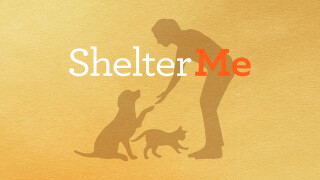 Shelter Me