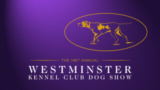 Westminster Kennel Club 2022 Highlight Show