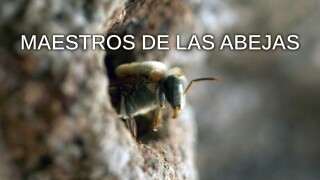 Maestros de las abejas