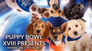 Puppy Bowl XVIII Presents: Where Are They Now?