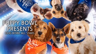 Puppy Bowl Presents: Dog Bowl All Stars