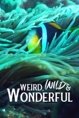 Weird, Wild & Wonderful