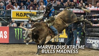 Marvelous Xtreme Bulls Madness