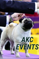 AKC Events