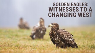 Golden Eagles: Witnesses to a Changing West