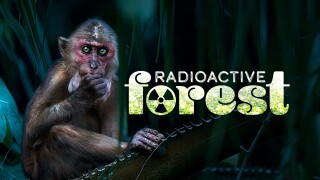 Radioactive Forest: 10 Years After