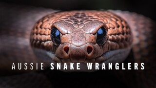 Aussie Snake Wranglers