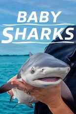 Baby Sharks