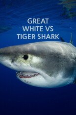 Great White vs Tiger Shark