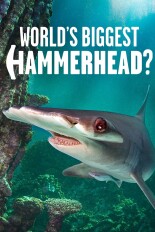 World's Biggest Hammerhead?