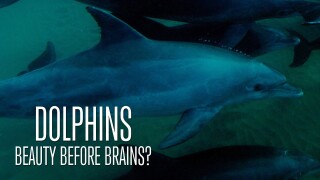 Dolphins: Beauty Before Brains?