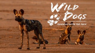 Wild Dogs: Running with the Pack