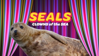 Seals: Clowns of the Sea