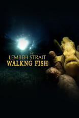 The Lembeh Strait Walking Fish