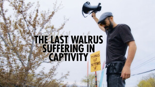 The Last Walrus: Suffering in Captivity