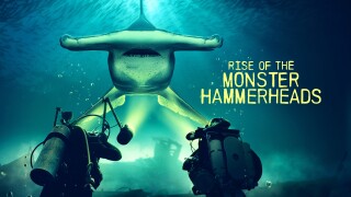 Rise of the Monster Hammerheads