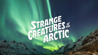 Strange Creatures of the Arctic