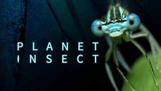 Planet Insect