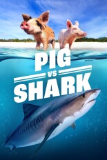 Pig vs. Shark