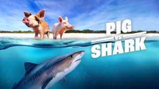 Pig vs. Shark