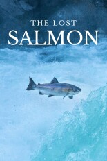 The Lost Salmon