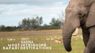 Karina: Most Intriguing Safari Destinations