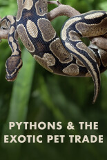 Pythons and the Exotic Pet Trade