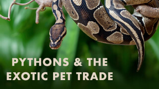 Pythons and the Exotic Pet Trade