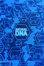 Animal DNA